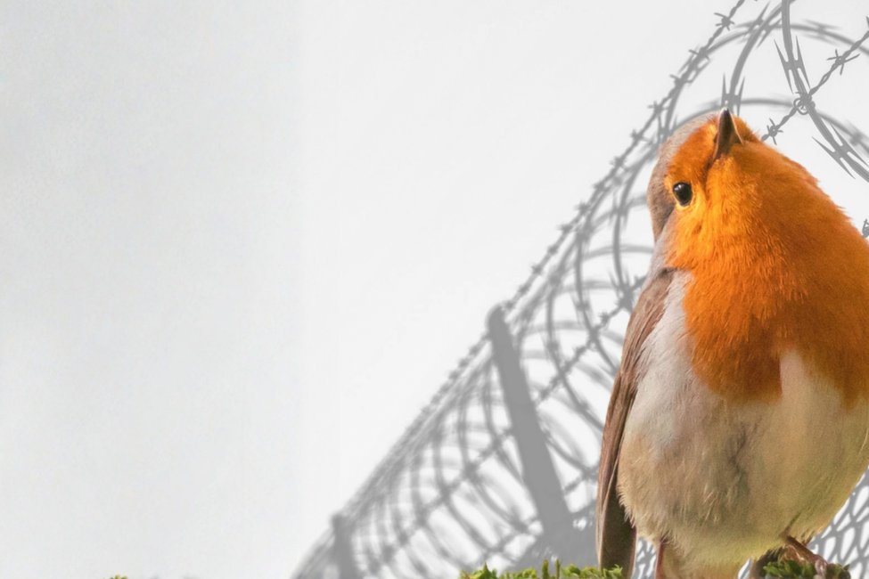 Vögel fernab der Politik? – Der Kampf um Natur und Demokratie in Belarus